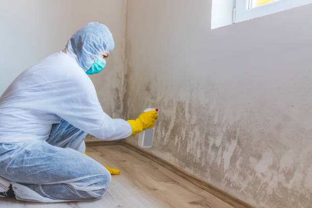 Licensed Mold Testing service in Wheeling, IL - WQB Mold Removal